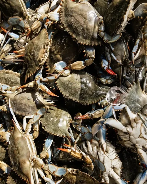 A vibrant collection of crabs, ready to be prepared, showcasing freshness and the promise of a delicious meal at Theodosia Restaurant.