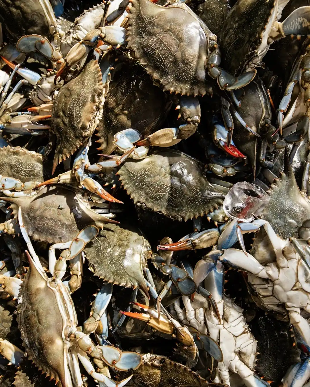 A vibrant collection of crabs, ready to be prepared, showcasing freshness and the promise of a delicious meal at Theodosia Restaurant.