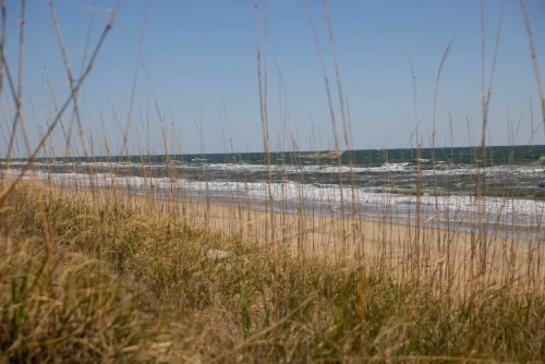 Tall dune grasses frame a sandy beach and calm ocean view under clear blue skies.