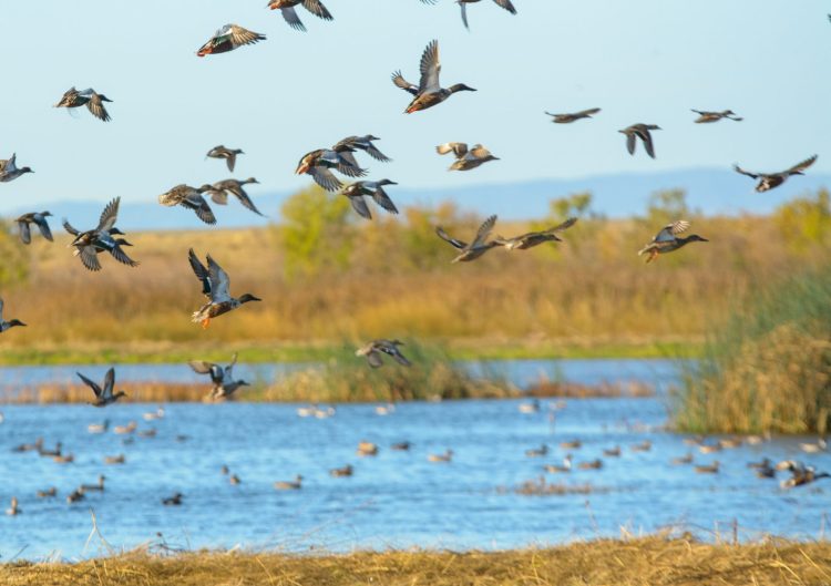 Flock of mallard duck male drakes flying